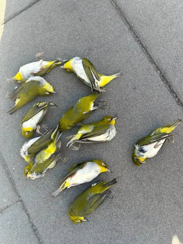 北京一座大厦楼下躺了14只鸟<strong></p>
<p>凤凰卫视资讯台节目表</strong>，12只已死亡！元凶竟是玻璃