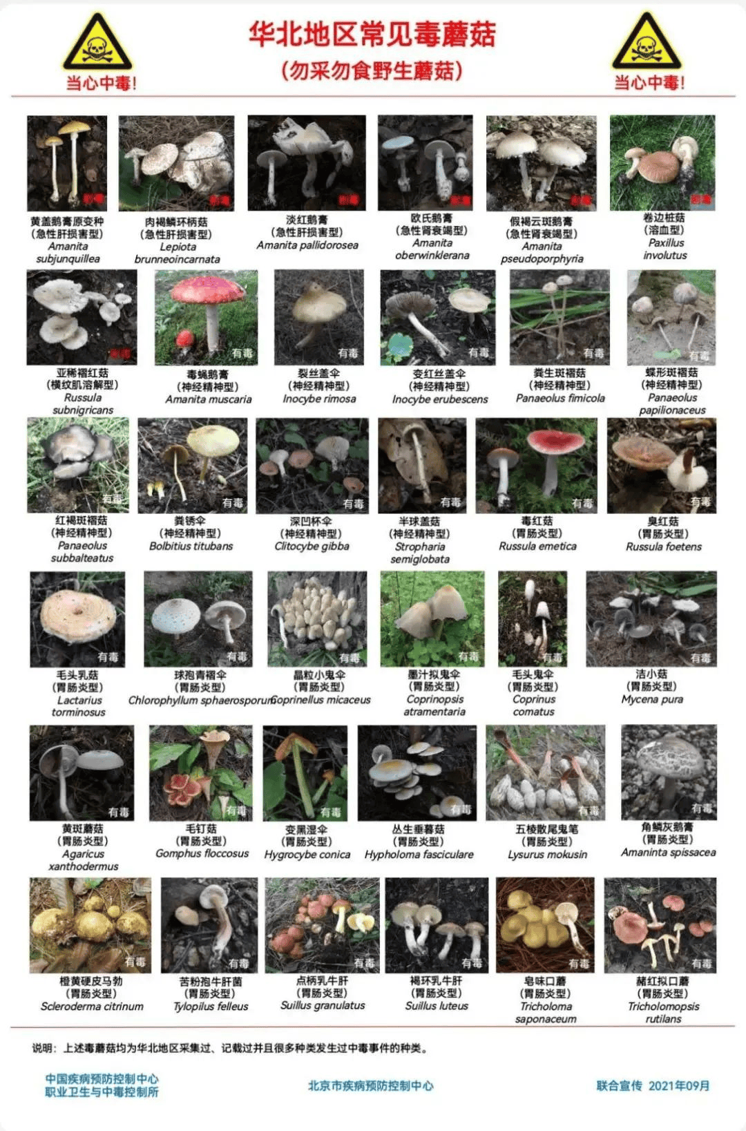 网红发文悼念婆婆：吃了邻居送的蘑菇中毒<strong></p>
<p>凤凰卫视资讯台节目表</strong>，抢救四天四夜死亡！这些蘑菇避毒原则可能是陷阱→