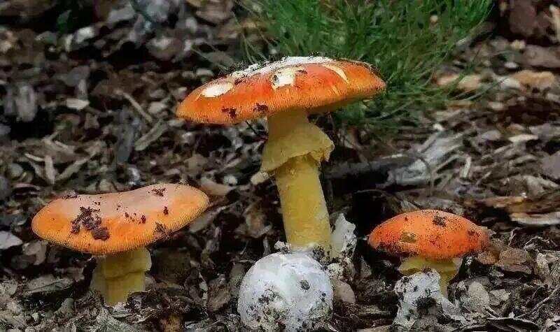 网红发文悼念婆婆：吃了邻居送的蘑菇中毒<strong></p>
<p>凤凰卫视资讯台节目表</strong>，抢救四天四夜死亡！这些蘑菇避毒原则可能是陷阱→