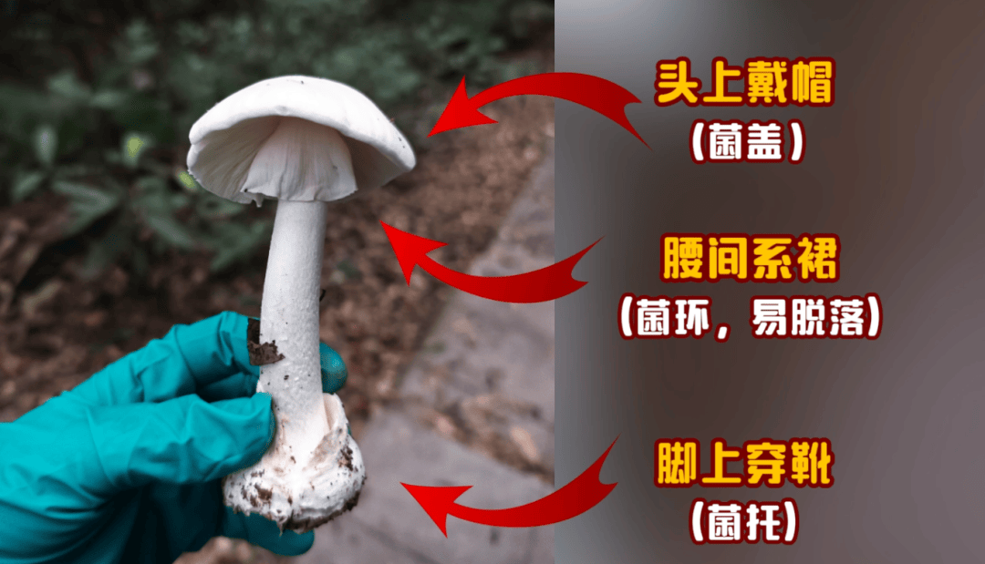 网红发文悼念婆婆：吃了邻居送的蘑菇中毒<strong></p>
<p>凤凰卫视资讯台节目表</strong>，抢救四天四夜死亡！这些蘑菇避毒原则可能是陷阱→