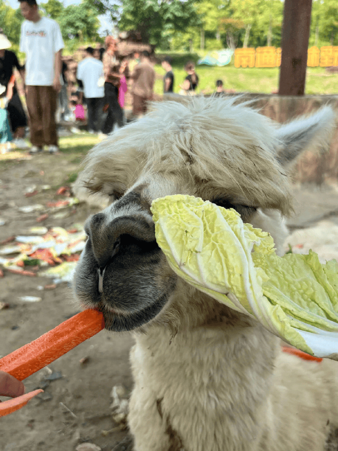 网友称南通一动物园羊驼被投喂吃撑倒地翻白眼<strong></p>
<p>海南港澳资讯产业</strong>，园方回应：确实是吃饱了，“不会撑死，旁边有饲养员在观察”