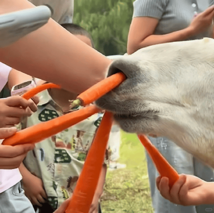 网友称南通一动物园羊驼被投喂吃撑倒地翻白眼<strong></p>
<p>海南港澳资讯产业</strong>，园方回应：确实是吃饱了，“不会撑死，旁边有饲养员在观察”