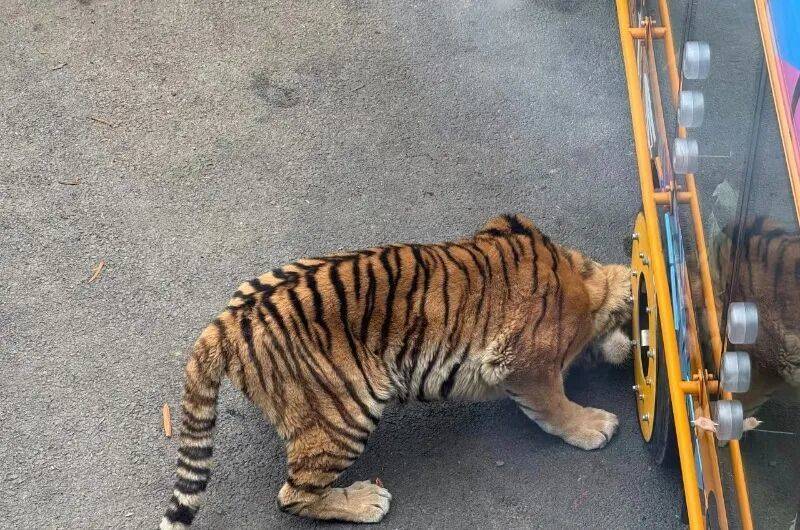 动物园观光车压碎老虎下巴<strong></p>
<p>中国投资</strong>？园方：初步检查未发现重大伤情