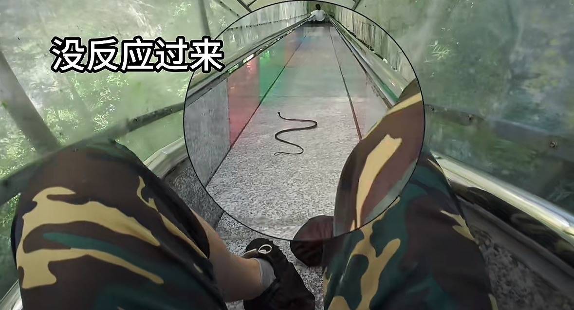 游客称在广西丹炉山滑道遇蛇<strong></p>
<p>中国投资</strong>，景区致歉：这么多年就这一次，每年都做防蛇处理