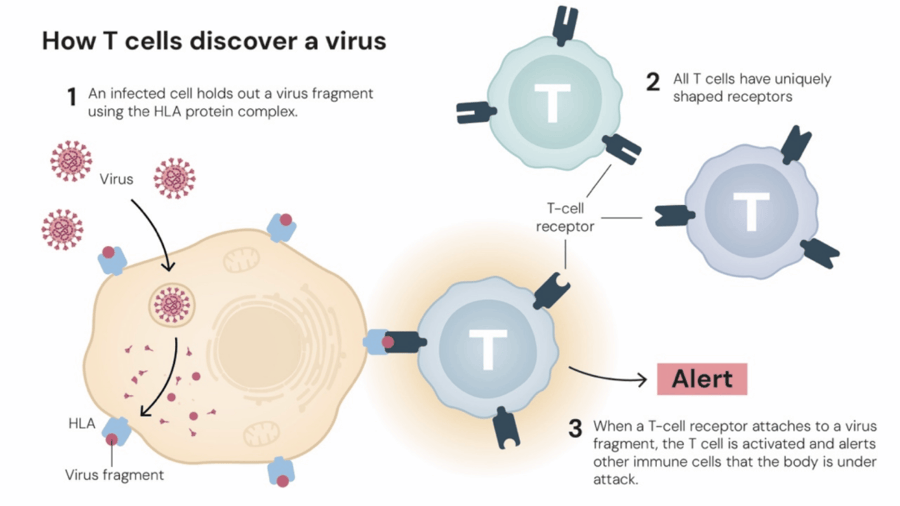 这个诺奖迟到了30年<strong></p>
<p>中国投资</strong>！三位科学家揭示免疫系统如何避免“自相残杀”