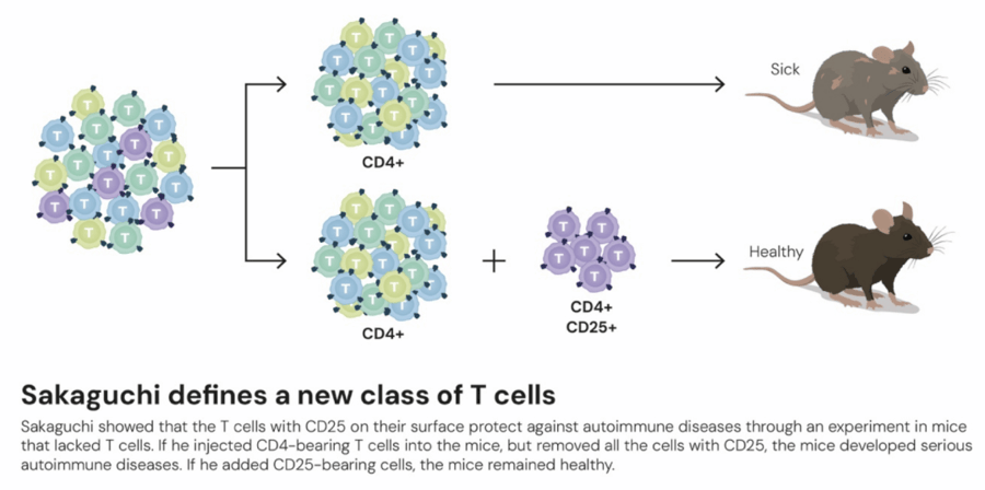 这个诺奖迟到了30年<strong></p>
<p>中国投资</strong>！三位科学家揭示免疫系统如何避免“自相残杀”