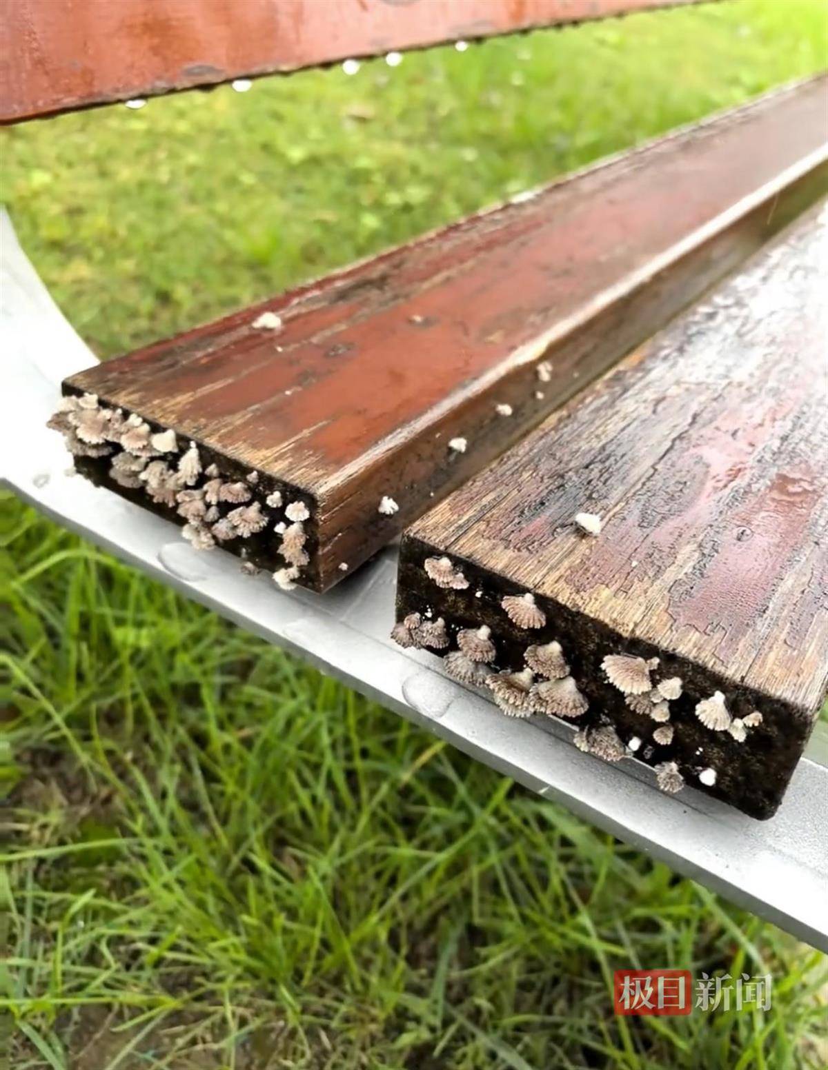 西安连续一个多月降雨遍地长蘑菇<strong></p>
<p>世界电影之旅</strong>，大雁塔受潮，城墙布满青苔，气象局解释成因