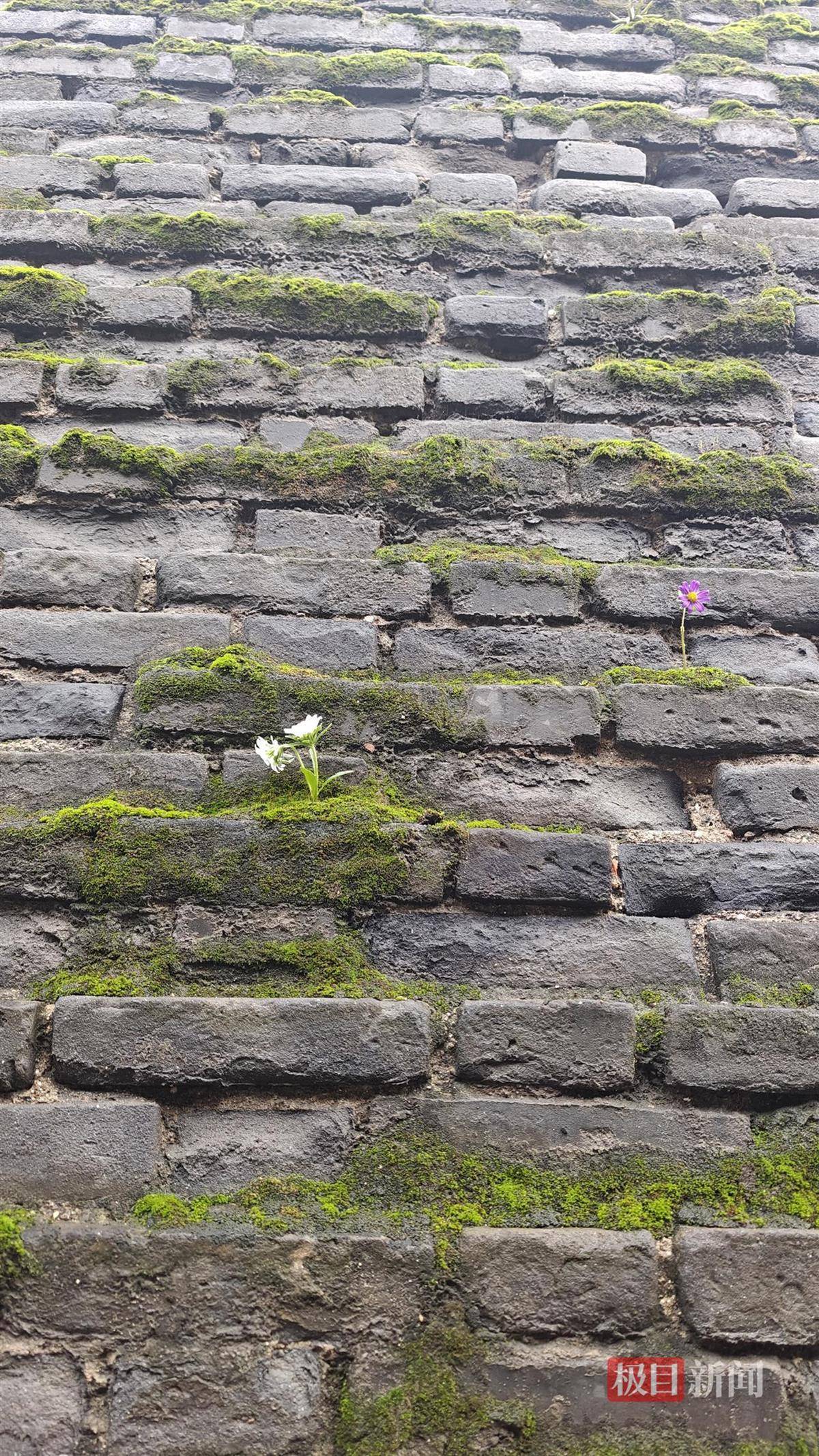 西安连续一个多月降雨遍地长蘑菇<strong></p>
<p>世界电影之旅</strong>，大雁塔受潮，城墙布满青苔，气象局解释成因