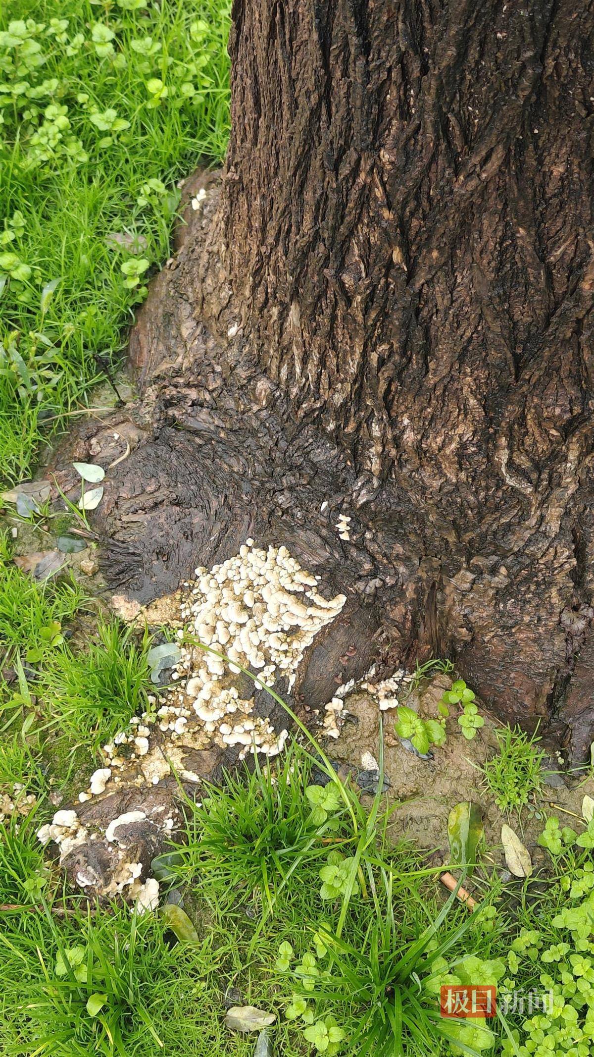 西安连续一个多月降雨遍地长蘑菇<strong></p>
<p>世界电影之旅</strong>，大雁塔受潮，城墙布满青苔，气象局解释成因