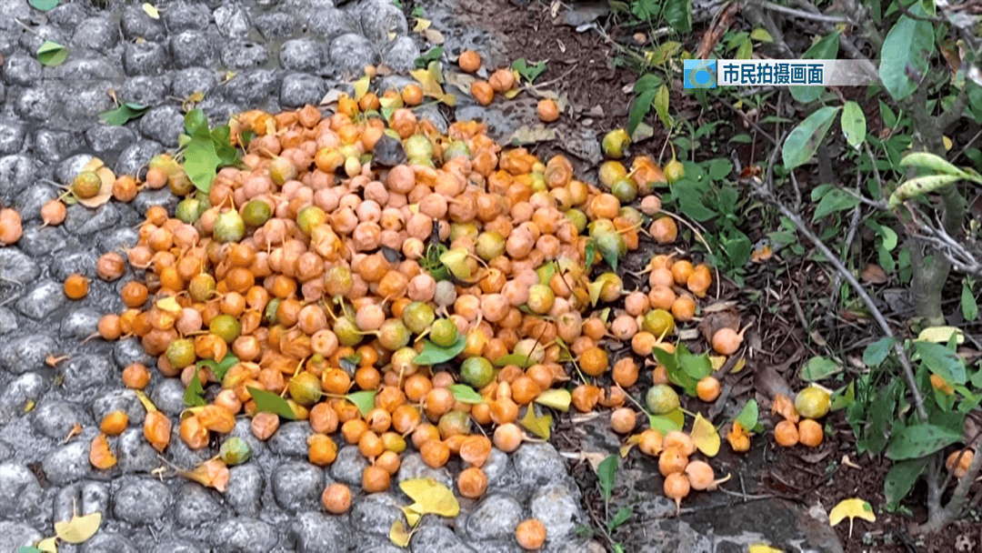 不要捡<strong></p>
<p>世界电影之旅</strong>！不要吃！昆明街头正大量出现……