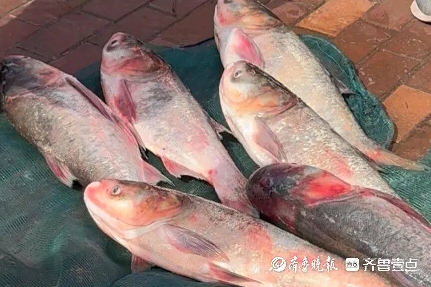 “鱼多得数不过来<strong></p>
<p>资讯快车</strong>，一网子下去能捞好几条”济南锦绣川水库开闸放水，大量鲢鱼被冲出，工作人员：禁止捕捞！