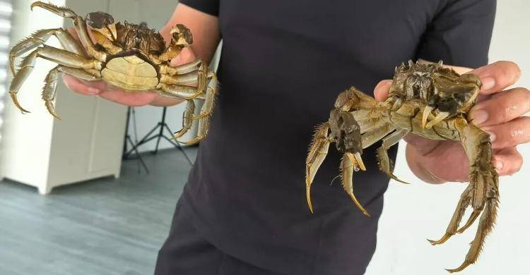 武汉江夏一地大闸蟹大量上市<strong></p>
<p>新闻资讯</strong>，日产1000斤当天售完，每只螃蟹有自己的“身份证”，吃深海小黄鱼长大