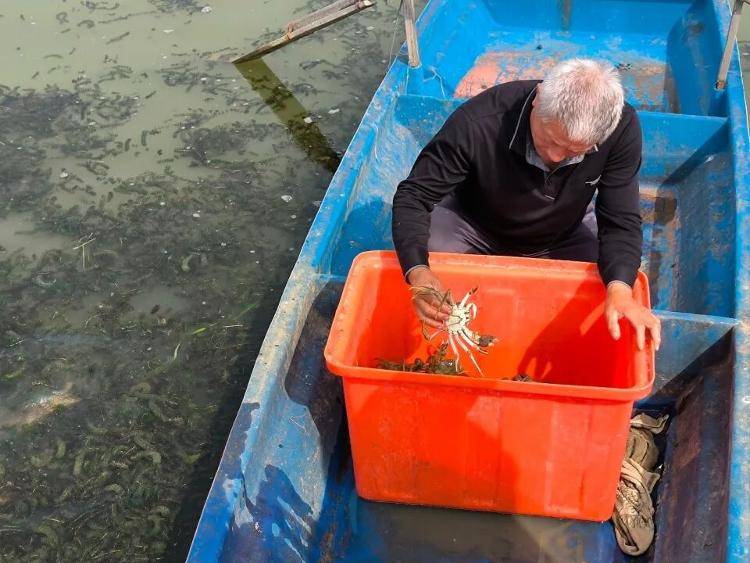 武汉江夏一地大闸蟹大量上市<strong></p>
<p>新闻资讯</strong>，日产1000斤当天售完，每只螃蟹有自己的“身份证”，吃深海小黄鱼长大