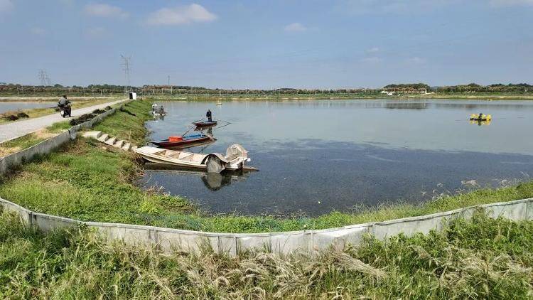 武汉江夏一地大闸蟹大量上市<strong></p>
<p>新闻资讯</strong>，日产1000斤当天售完，每只螃蟹有自己的“身份证”，吃深海小黄鱼长大