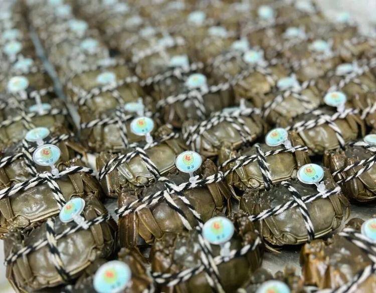 武汉江夏一地大闸蟹大量上市<strong></p>
<p>新闻资讯</strong>，日产1000斤当天售完，每只螃蟹有自己的“身份证”，吃深海小黄鱼长大