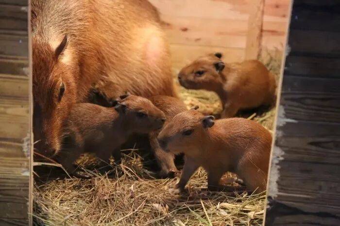 出生1小时就能独立行走<strong></p>
<p>林俊杰资讯台微博新浪</strong>，济南动物园“果果”和“豚豚”的4只新生幼崽，周末和市民见面