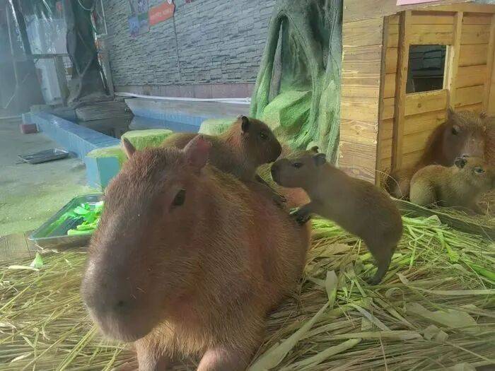 出生1小时就能独立行走<strong></p>
<p>林俊杰资讯台微博新浪</strong>，济南动物园“果果”和“豚豚”的4只新生幼崽，周末和市民见面