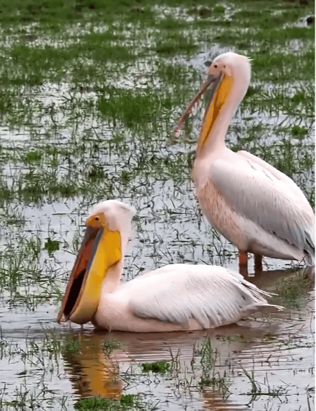 国家一级保护动物<strong></p>
<p>张店卓创资讯怎么样</strong>，现身达州！