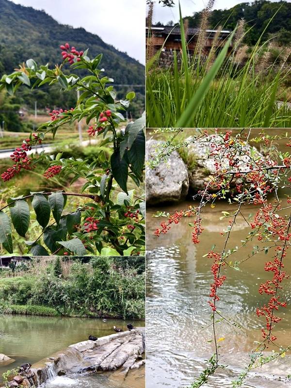 推窗见梯田<strong></p>
<p>西安博通资讯股份</strong>！梧桐山民宿：把日子过成诗