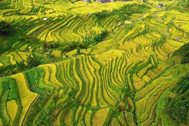 金秋<strong></p>
<p>中宇化工资讯网</strong>，广西的梯田一点不输！