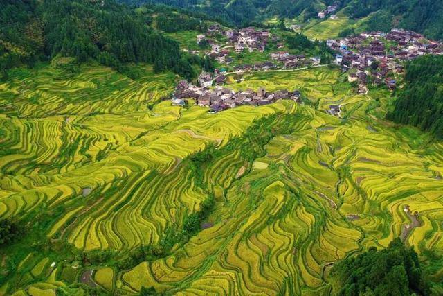 金秋<strong></p>
<p>中宇化工资讯网</strong>，广西的梯田一点不输！