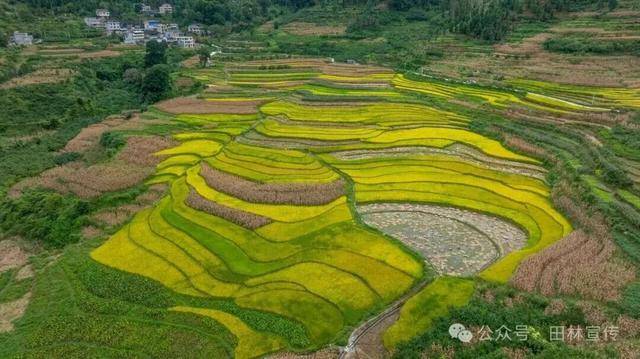 金秋<strong></p>
<p>中宇化工资讯网</strong>，广西的梯田一点不输！