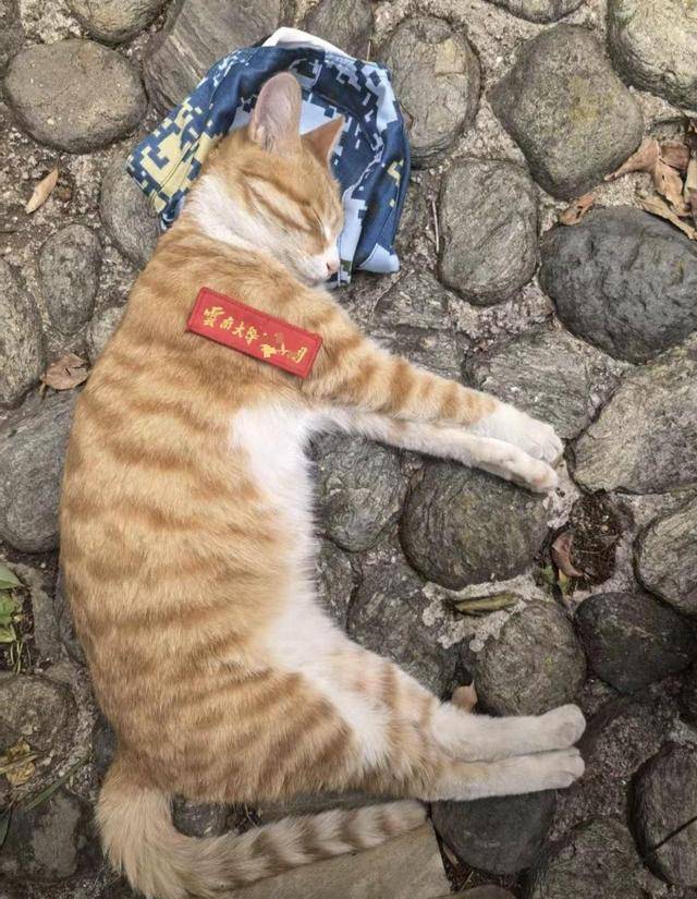 《红舞鞋》剧组在高校拍摄时撞死流浪猫<strong></p>
<p>听资讯</strong>，剧组凌晨致歉：涉事司机引咎辞职，将以小猫名字成立基金