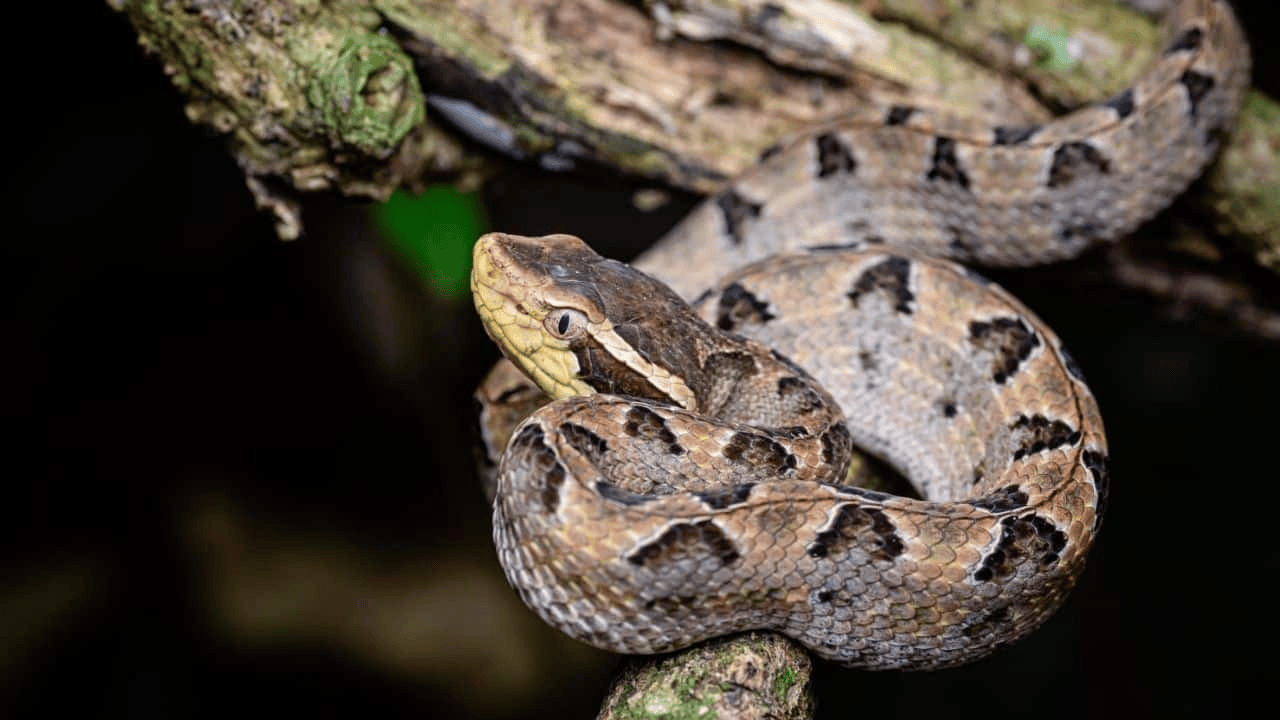 泰国女子在ATM机取钱<strong></p>
<p>灵通资讯招聘</strong>，取款口突然窜出一条蛇