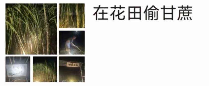 浙江一“可偷甘蔗地”成打卡点<strong></p>
<p>灵通资讯招聘</strong>，上百网友深夜体验，80后“地主”：已收偷款6千元