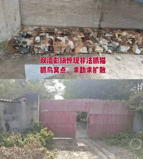 “成都一空置房非法囤猫”？官方通报：共发现被困小猫102只<strong></p>
<p>凯尔特人资讯</strong>，未发现虐猫行为