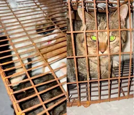 “成都一空置房非法囤猫”？官方通报：共发现被困小猫102只<strong></p>
<p>凯尔特人资讯</strong>，未发现虐猫行为
