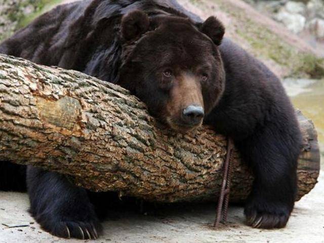 出重拳治“熊害”<strong></p>
<p>下载一点资讯到桌面</strong>，日本将允许防暴警察射杀熊