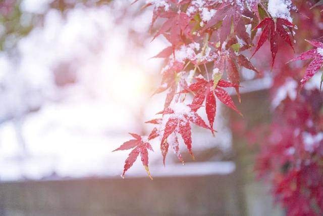 百年难遇“早立冬”来了<strong></p>
<p>下载一点资讯到桌面</strong>！有啥讲究？早看早准备！