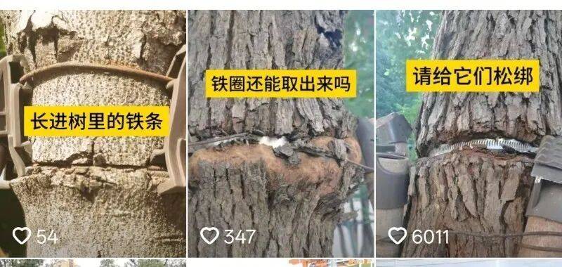 金属卡箍嵌进树里<strong></p>
<p>下载一点资讯到桌面</strong>，苏州一网民发视频喊话相关部门给树木“松绑” ！当地回应：已全部拆除