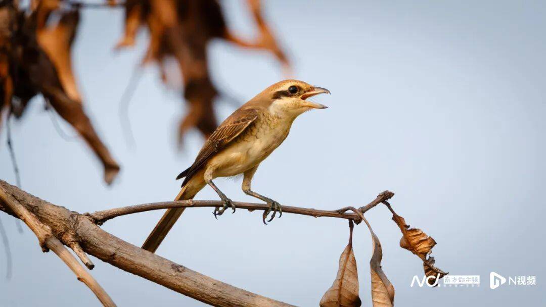 东莞最新发布：将严厉打击这些行为<strong></p>
<p>下载一点资讯到桌面</strong>！