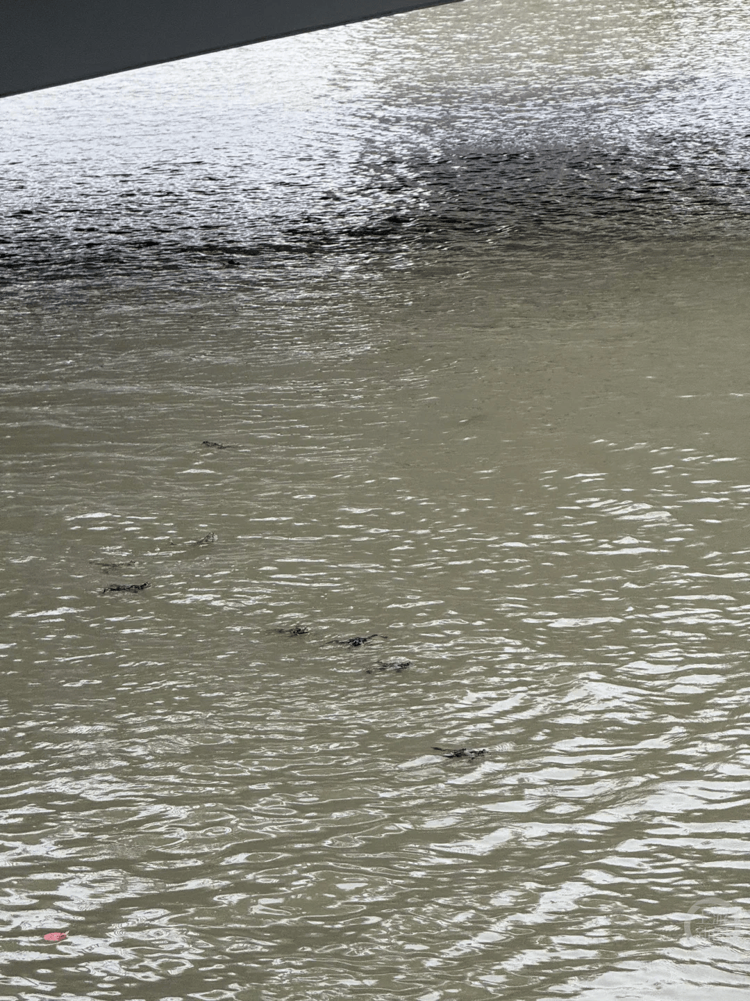 上海苏州河有人放生牛蛙？当地回应：严禁放生外来物种<strong></p>
<p>黄埔一号v军校资讯</strong>，市民可提供相关线索