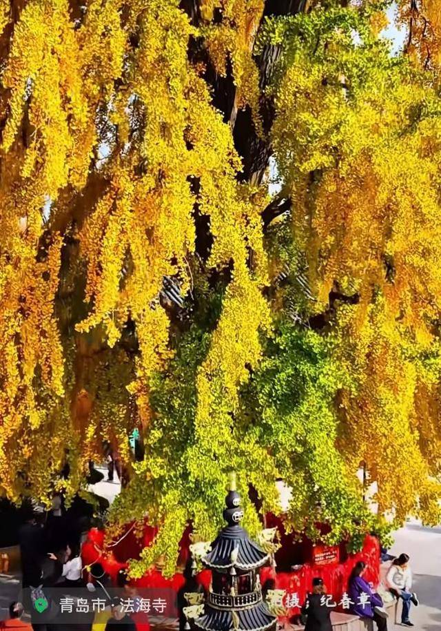 错过等一年！青岛1600岁“银杏王”满树金黄<strong></p>
<p>林俊杰微博</strong>，打卡的人“鼓”了