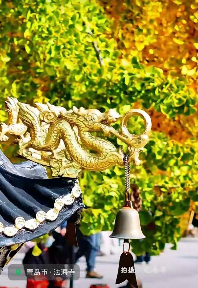 错过等一年！青岛1600岁“银杏王”满树金黄<strong></p>
<p>林俊杰微博</strong>，打卡的人“鼓”了