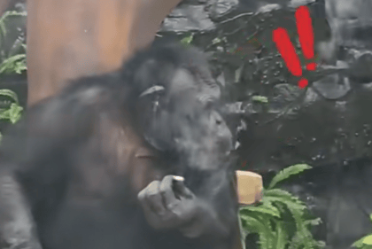 大猩猩抽烟手法娴熟？广西南宁动物园：从小在领养家庭学会抽烟喝酒<strong></p>
<p>凤凰网资讯台在线直播</strong>，会派人制止