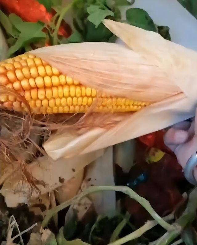 陕西一女子疑因拍亲姑姑偷玉米遭姑父棍杀<strong></p>
<p>苏州盈天地资讯科技有限公司</strong>，邻居欲报警也遇害