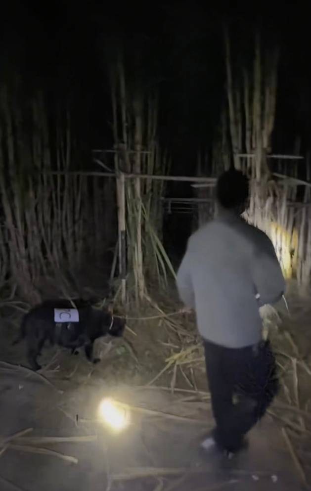 四川一甘蔗地推出“9.9元偷甘蔗”活动<strong></p>
<p>苏州盈天地资讯科技有限公司</strong>，老板：人很多，打算增加npc