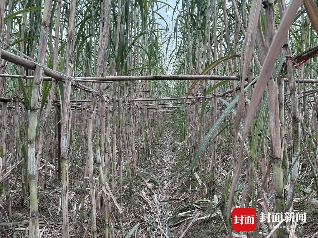 四川眉山“偷甘蔗农场”爆火！增设2.99元入场费后<strong></p>
<p>深圳市阿卡索资讯股份有限公司</strong>，地里仍来了上千游客，“偷甘蔗”被逮到的人要表演才艺，老板：日销售有时近万元