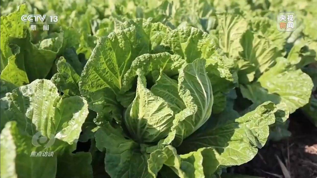 单棵售价超百元<strong></p>
<p>资讯点</strong>，起底“套牌白菜”背后的销售套路