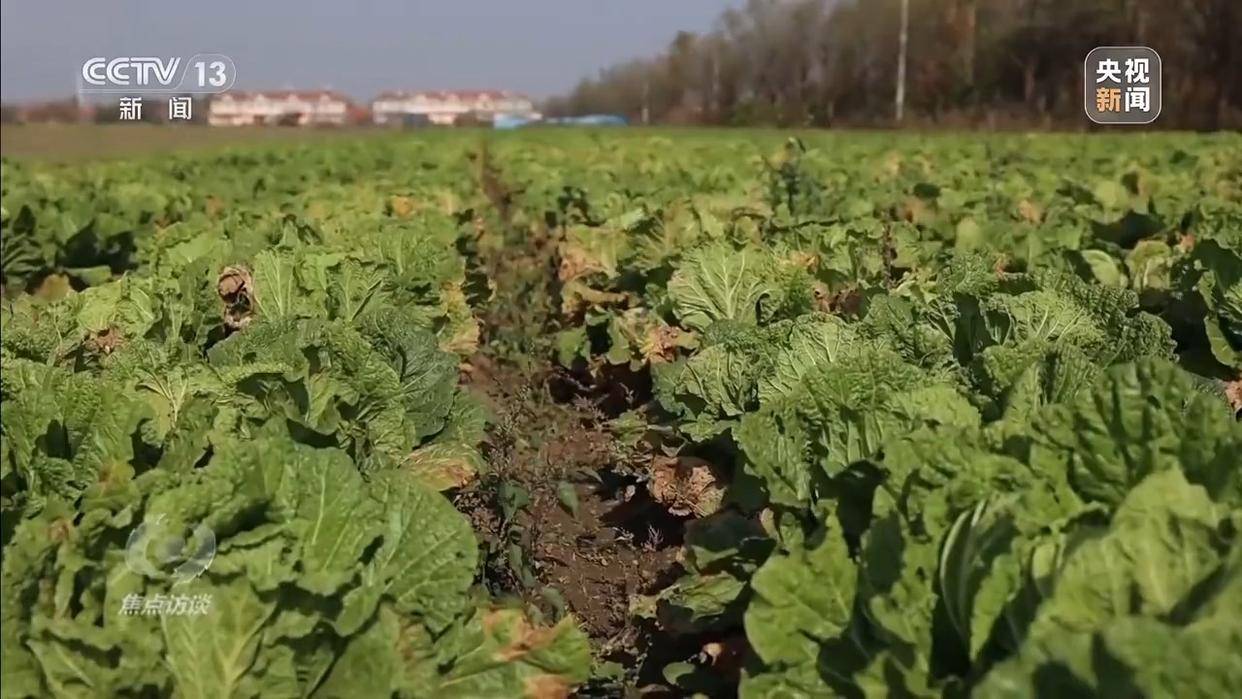 单棵售价超百元<strong></p>
<p>资讯点</strong>，起底“套牌白菜”背后的销售套路