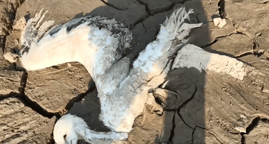 江西余干警方通报：3人疑似在鄱阳湖湿地毒害野生动物<strong></p>
<p>资讯下载</strong>，已采取刑事强制措施